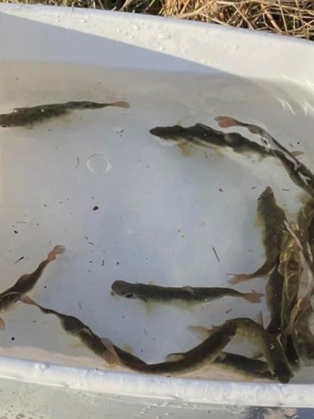 Volunteer activities